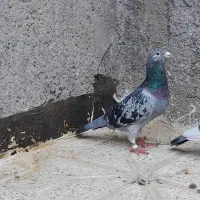 کبوتر نر مسافتی