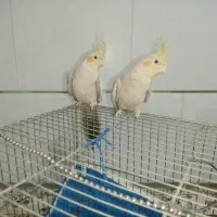 دو عدد عروس هلندی