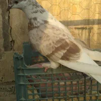 کبوتر