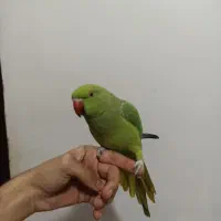 ملنگو معاوضه با جفت گرینچیک