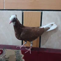 جوجه رنگی
