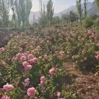 نیازمند گلچین