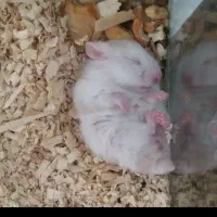 همستر ناز همه رنگ
