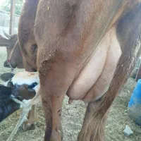 گاو شیرو گوساله