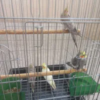 عروس هلندی