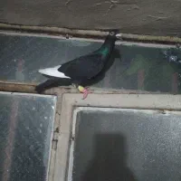 کلاله پیشکمر