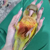 طوطی گرینچیک اناناسی