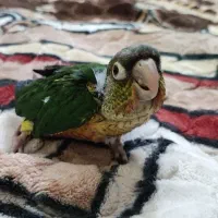 جوجه گرینچیک