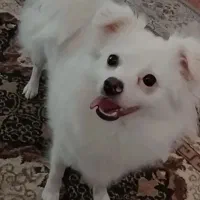 سگ گمشده