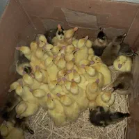 جوجه اردک اسراعیلی تخمگذار وگوشتی