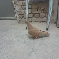 کفتر زرد