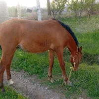 اسب