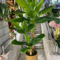 انواع درختچه در سایز و قیمت های مختلف