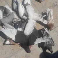 کفتر کبوتر