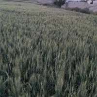 گندم آبی رقم پیشگام