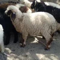 گوسفند نر قربانی