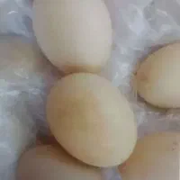 تخم اردک اسرائیلی