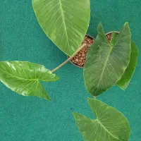 گلهای اپارتمانی با مناسب ترین قیمت