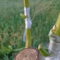 پیوند گردو برای  خرداد ماه ضمانتی
