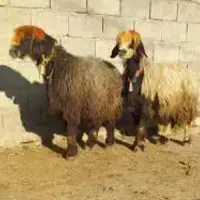 دامداری نمونه بره افشاری