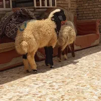 بره نر گوسفند بز گاو