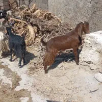 8عدت بزه داشتی درج یک باسه تامیش ابست