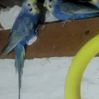 1جفت‌مرغ‌عشق‌رینبو‌باجوجه