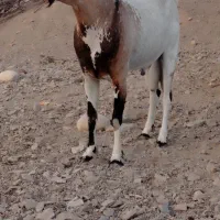 فروش نری دورگ صومال