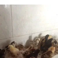 جوجه