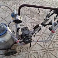 شیر دوش تک واحد گاو