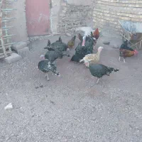 بوقلمون ماده جوان
