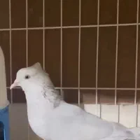 کفتر سینه و دم سفید بی نظیر