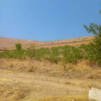 فروش قوره  ارگانیک سر باغ وزمین