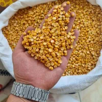 لپه آذرشهر،درجه یک کل ایران