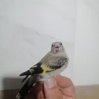 جوجه سهره