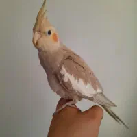 عروس هلندی دستی معاوضه با مرغ عشق و برزیلی