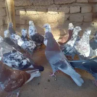 کبوتر پرشی تیر