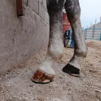 اسب ن.عل زنی