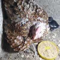مرغ گلین با۲جوجه
