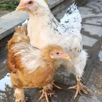 مرغ و خروس برهما