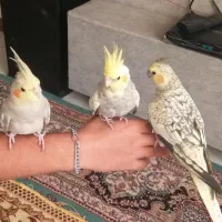 عروس هلندی سه قلو