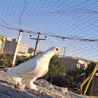 قرمز گوز ارکح