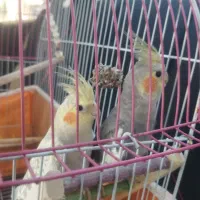 جفت عروس هلندی با قفس