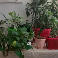 گل طبیعی|گل و گیاه طبیعی|کرمانشاه, |دیوار