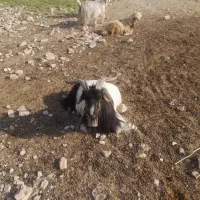 فروش