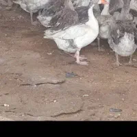 قوقاز تخم گذار