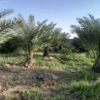 فروش-باغ-نخل