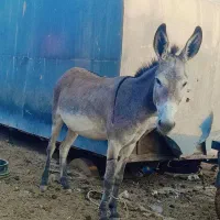الاغ دو عدد ماده