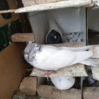 کبوتر|حیوانات|لردگان, |دیوار
