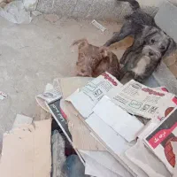 دوعدد سگ پاکوتاه نژاد دار